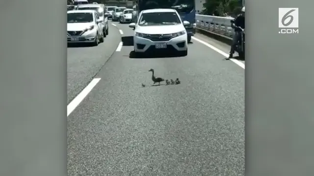 Banyak mobil rela berhenti ketika induk bebek dan anaknya mencoba menyeberangi jalanan di Jepang. Ini menyebabkan lalu lintas macet.
