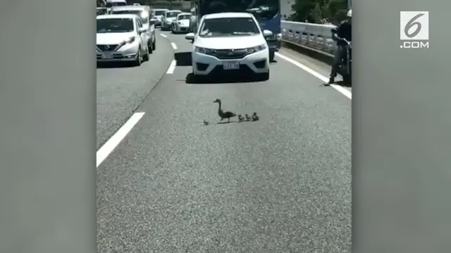 VIDEO: Jalanan Jepang Macet karena Bebek Nyebrang
