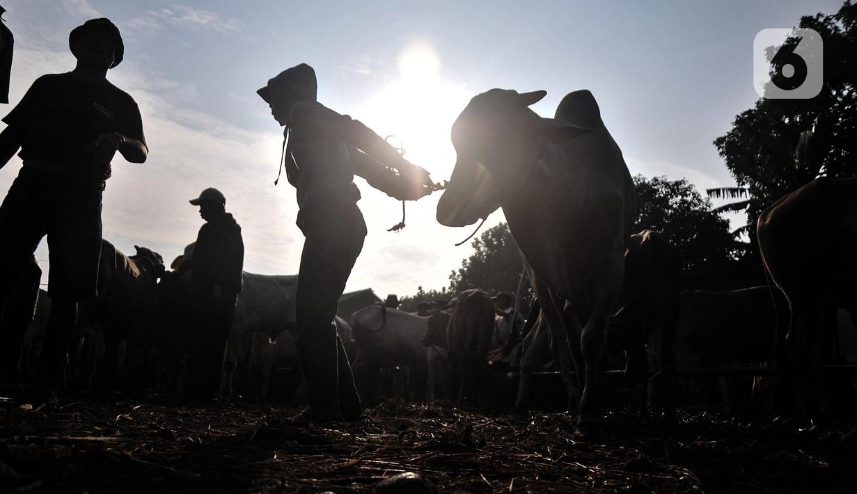 Pedagang menggiring sapi yang akan dijual di Pasar Hewan Jonggol, Kabupaten Bogor, Jawa Barat, Kamis (7/7/2022). Pasar hewan Jonggol sudah puluhan tahun terkenal sebagai sentra hewan kurban yang pelanggannya berasal dari berbagai daerah di Jabodetabek. (merdeka.com/Iqbal S Nugroho)