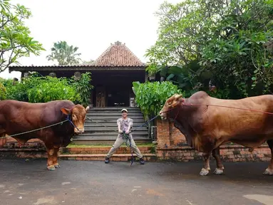 Irfan Hakim dari tahun ke tahun selalu konsisten berkuban di Iduladha. Lebaran kurban tahun ini juga begitu dengan ada 2 sapi yang ia kurbankan. Satu sapi kurban miliknya bernama Wariso dan satu sapi yang lain bernama Golden Irfan persembahkan untuk eyang mama. (Liputan6.com/IG/irfanhakim75)