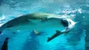 Foto yang dirilis oleh Aquarium Coex di Seoul menunjukkan hiu jenis Sand Tiger, berusia 8 tahun yang berukuran 2,2 meter, menyerang dan memakan seekor hiu jantan berusia lima tahun di sebuah wahana akuarium, 29 Januari 2016. (COEX AQUARIUM/AFP)