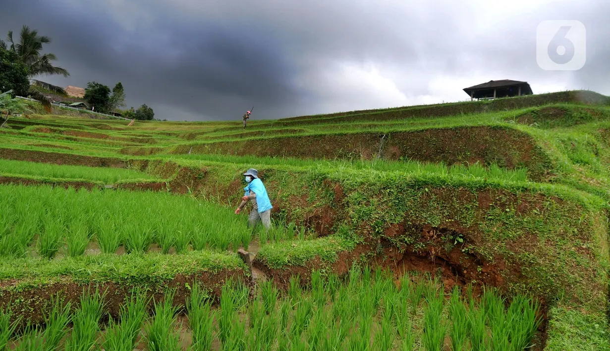 Petani membersihkan rumput liar di sela tanaman padi jenis IR64 di Jatiluwih, Tabanan, Bali, Minggu (5/9/2021). Seiring berakhirnya masa panen dan memasuki masa tanam padi, Badan Pusat Statistik (BPS) mencatat harga beras semua kualitas terjadi kenaikan pada Agustus 2021. (merdeka.com/Arie Basuki)