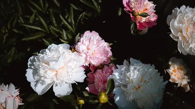 Ilustrasi bunga peony