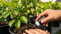 5 Penyebab Bunga Rontok Sebelum Jadi Buah, Panduan Lengkap untuk Petani