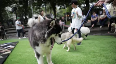 Pengunjung membawa anjingnya dalam festival Dog Does Disco "Pawards" di Central Park Mall, Jakarta, Minggu (28/4/2019). Kegiatan dengan tujuan sebagai tempat bagi para pecinta anjing berkumpul ini dimeriahkan dengan beragam kompetisi untuk peliharaan dan juga talkshow. (Liputan6.com/Faizal Fanani)