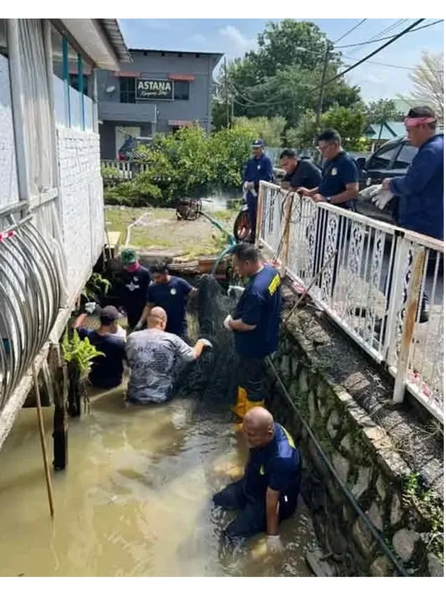 Ikan Raksasa Sepanjang 2,7 Meter Lukai Petugas Sebelum Ditangkap, Total Tiga Ekor