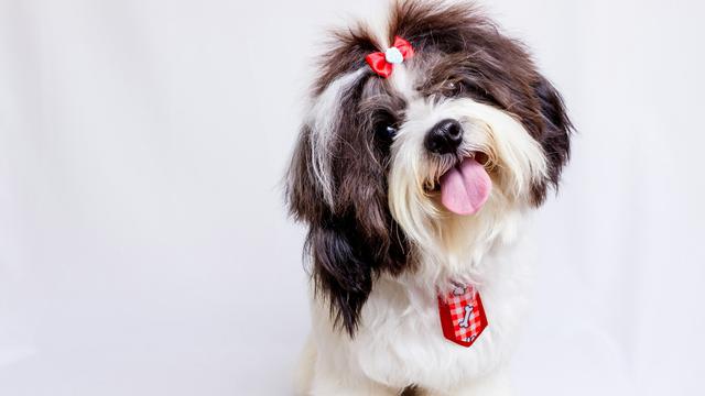 Shih Tzu