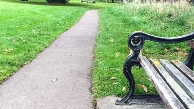 Jago Berkamuflase, Ini 8 Potret Lucu Hewan Peliharaan Saat Bersembunyi