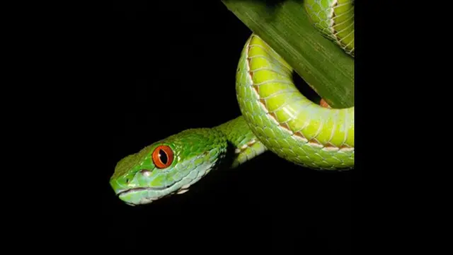 Foto: copyright news.nationalgeographic.com