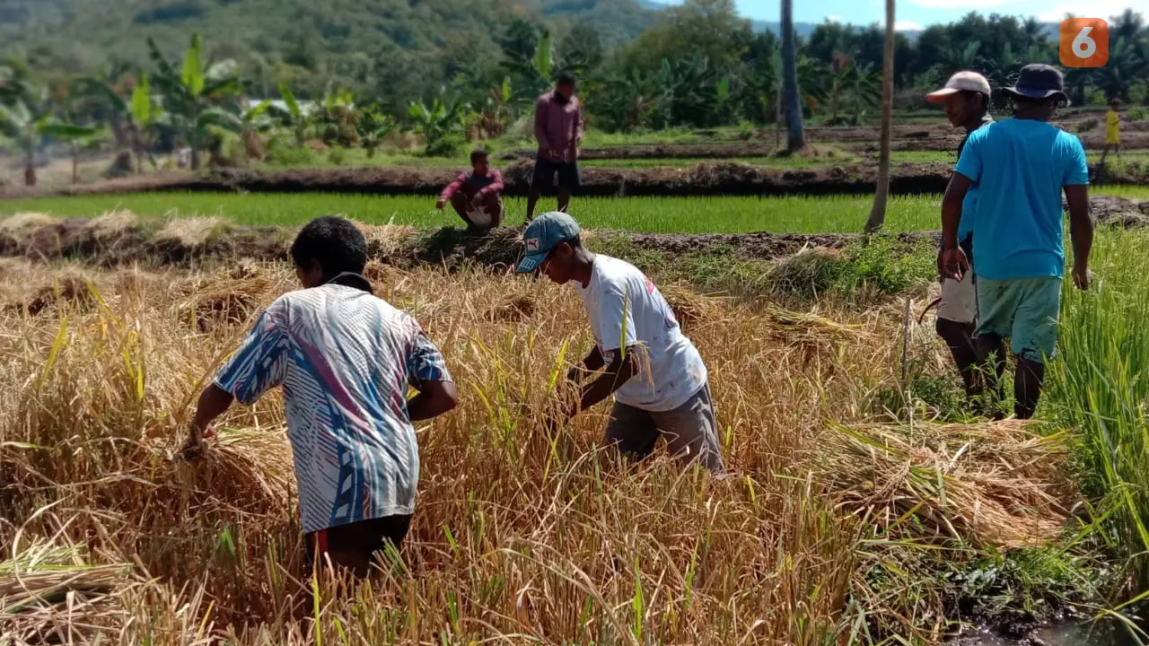 Pemasok Beras