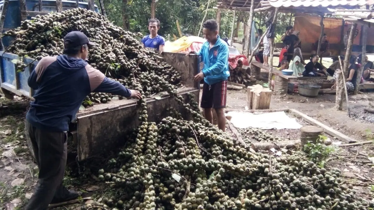 Panen Beluluk Jambi