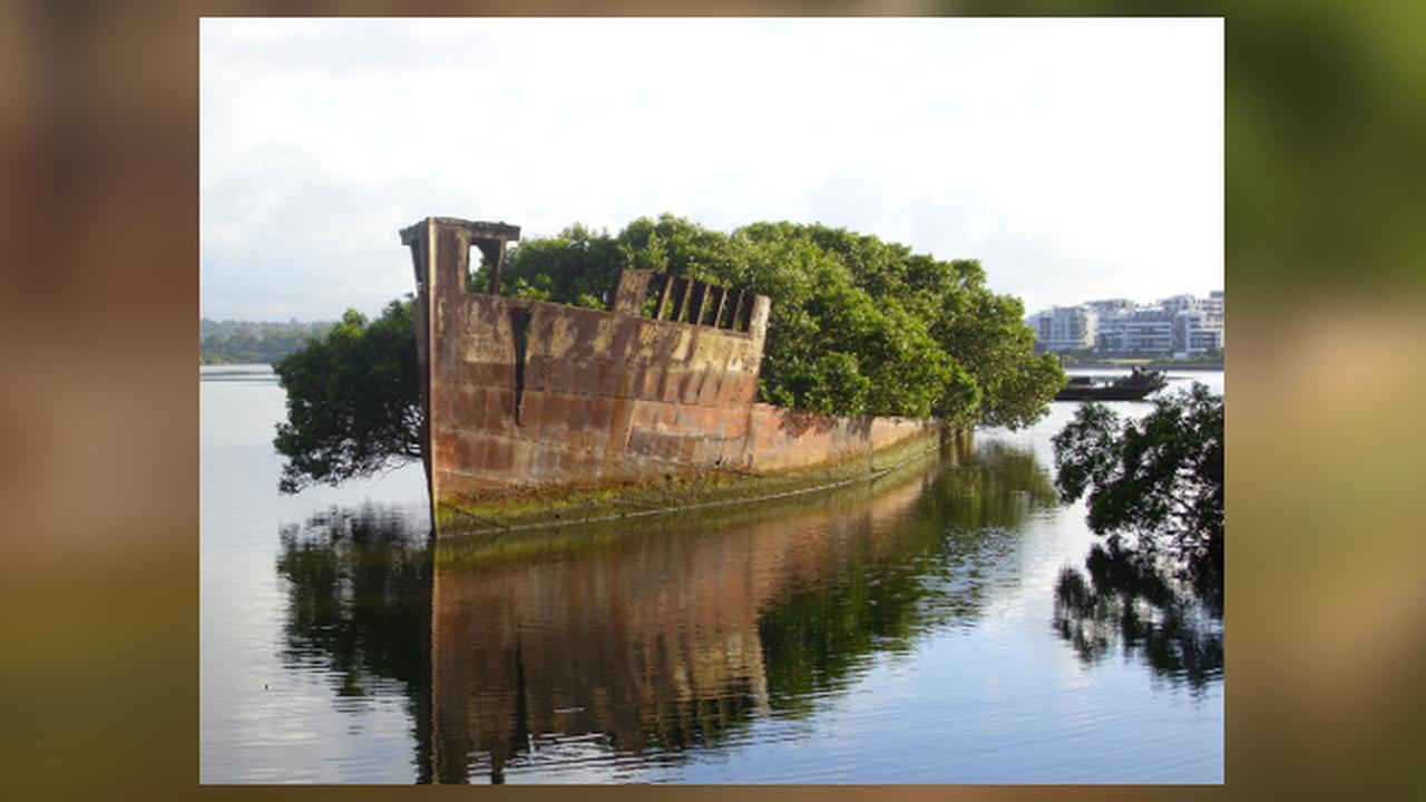 Fenomena Unik Hutan yang Tumbuh dari Bangkai Kapal *STOK