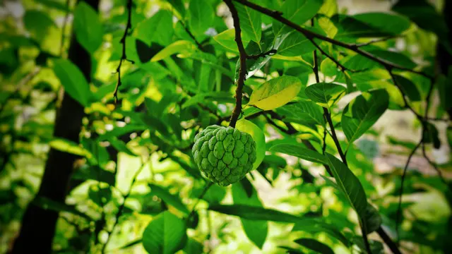 Manfaat Lain Buah Srikaya