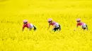 Tiga pembalap sepeda dari tim Education First-Drapac Cannondale melintas di ladang rapeseed dengan hamparan bunga kuning yang cerah saat mengikuti perlombaan Tour de Romandie UCI ProTour ke-72 di Bottens, Swiss (29/4).(Laurent Gillieron / Keystone via AP)
