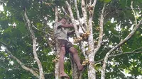 Seorang tandem dari Hermansyah saat memanjat pohon duku di kompleks Percandian Muarajambi, Jambi, Sabtu (22/2/2020). Pengunjung di candi Muarajambi bisa melihat aktivitas panen duku dari pagi hari. (Liputan6.com /  Gresi Plasmanto)