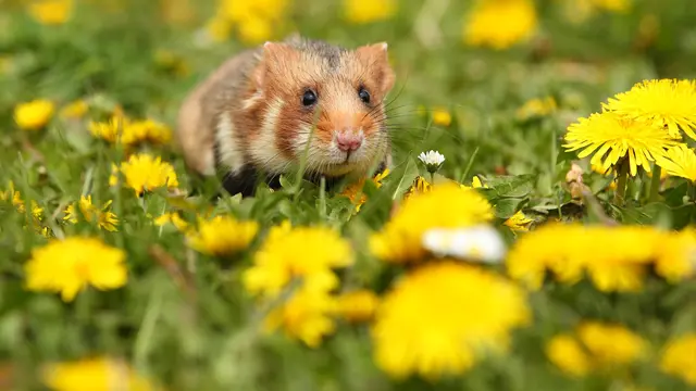 3 Inspirasi Hamster Room