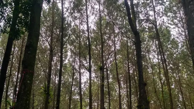 Hutan Pinus Songgon Banyuwangi