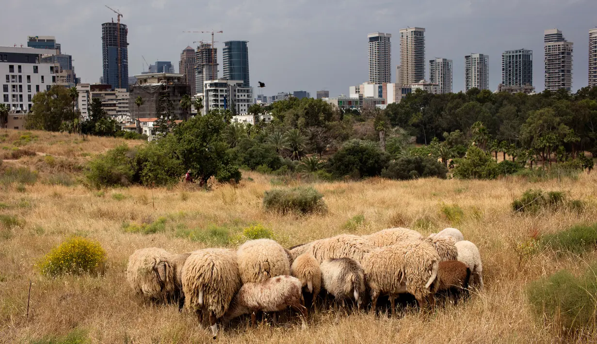 Pemandangan saat sekelompok kecil domba merumput di sebuah ladang yang berada di antara gedung pencakar langit Tel Aviv, Israel, Senin (28/5). (AP Photo/Oded Balilty)