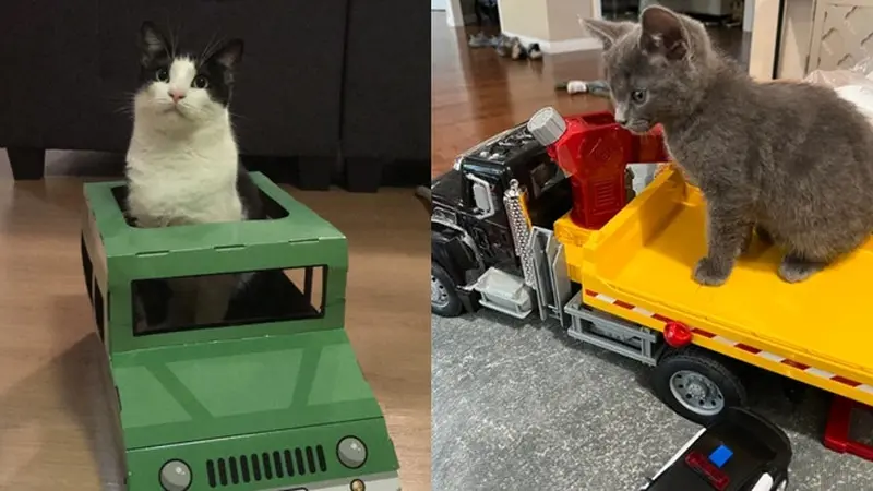 7 Momen Lucu Kucing Naik Mobil Mainan, Ekspresinya Bikin Gemas