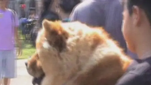 [VIDEO] Karnaval Anjing-anjing Cerdas di Salatiga