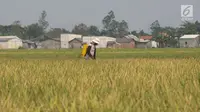 Petani menyemprotkan obat pembasmi hama padi jenis Jarong (unggulan) di Kawasan Bekasi-Jakarta, Selasa (2/7/2019). Hasil panen padi kali ini para petani kurang memuaskan akibat cuaca yang tidak menentu dan serangan hama. (merdeka.com/Imam Buhori)