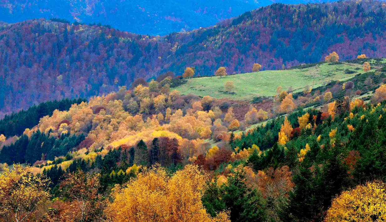 Warna daun-daun musim gugur di pegunungan Vosges menandai pergantian musim di Rimbach, kawasan Alsace, Perancis timur, Selasa (3/11). (REUTERS / Jacky Naegelen)