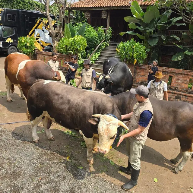 6 Potret Irfan Hakim dengan 4 Sapi Jumbo, Siap untuk Idul Adha