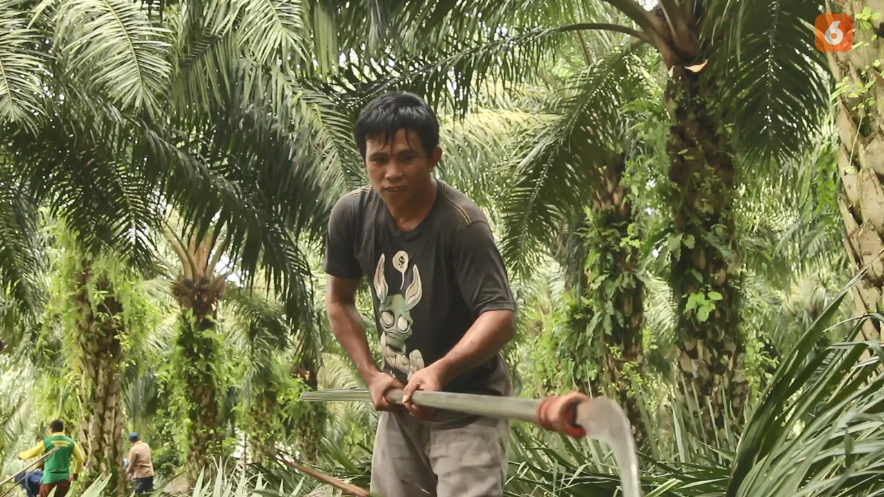 Kebun Kelapa Sawit