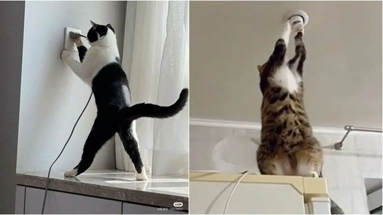 6 Potret Kucing Jadi Tukang Listrik Bantu Manusia, Etos Kerja Luar Biasa