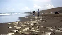 Misteri 250 Ikan Pari Mati `Bertebaran` di Pantai Meksiko