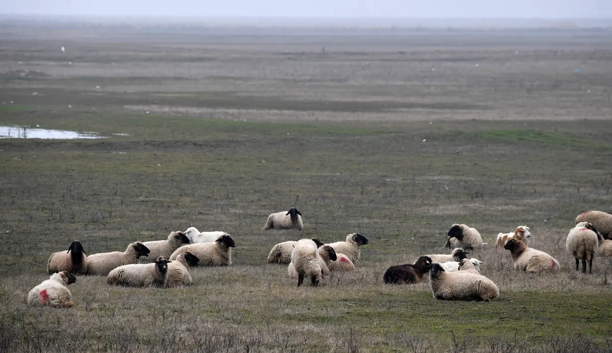 Kawanan domba milik warga lokal mencari makan di sekitar area pangkalan militer AS di dekat Deveselu, Rumania, Senin (15/1). Area itu digunakan untuk membangun sistem penangkal rudal jarak dekat dan jauh, terutama dari Timur Tengah (DANIEL MIHAILESCU/AFP)