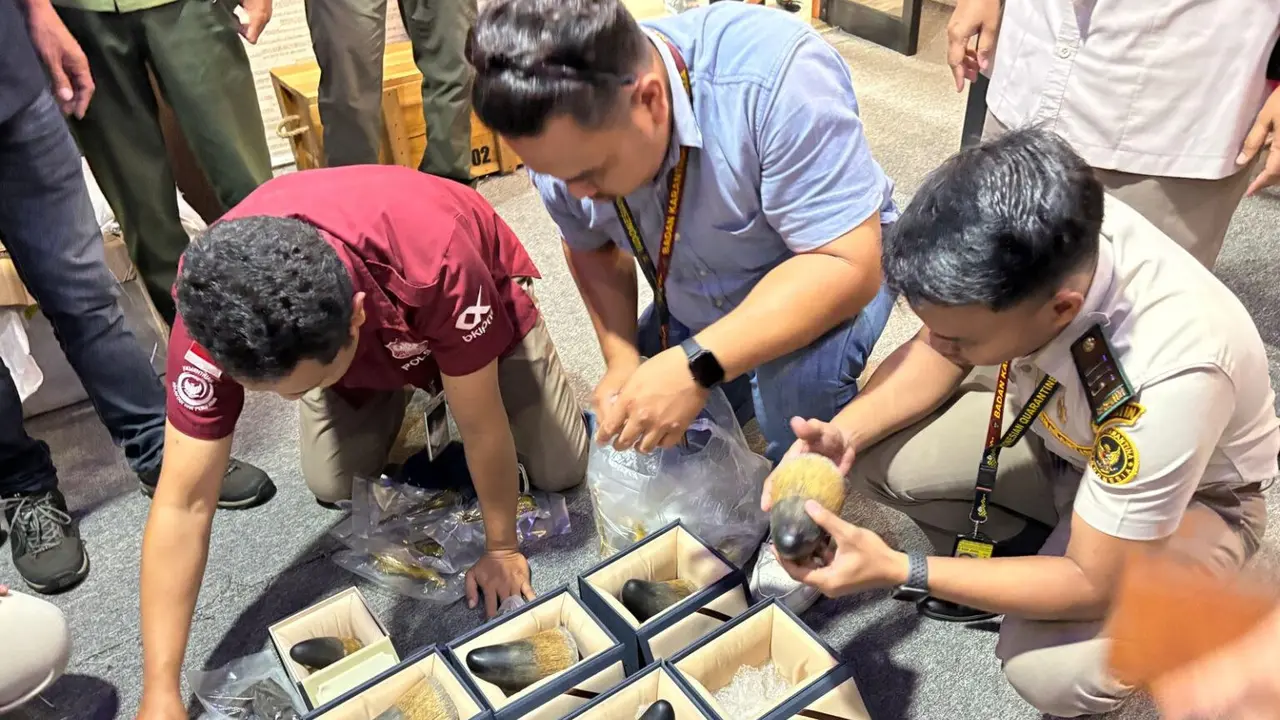 Organ satwa liar yang gagal diselundupkan masuk ke Manado.