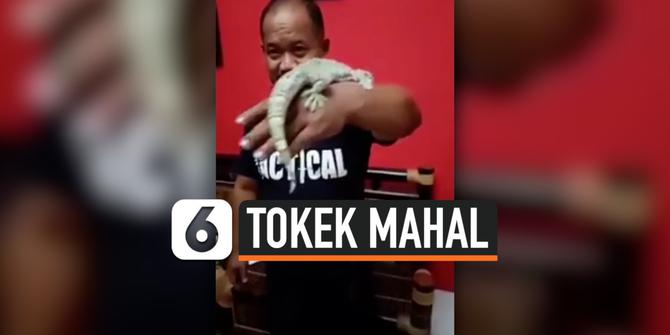 VIDEO: Bikin Heboh, Transaksi Jual Beli Tokek Rp 10 Miliar Secara Tunai