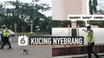 Video seorang polisi sedang menyeberangkan seekor kucing mengundang perhatian.