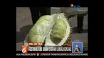 Ratusan orang saling berdesakan dan berebut mengambil durian. Anak-anak yang ikut antre terjepit dan harus dievakuasi panitia.