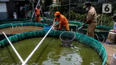Petugas PPSU Kelurahan Grogol Utara melakukan budidaya ikan lele dan nila dengan sistem bioflok memanfaatkan lahan fasos-fasum milik Pemprov DKI Jakarta di Jalan Biduri Bulan I, Blok J2 Permata Hijau, Kebayoran Lama, Jakarta Selatan, Kamis (27/1/2022). (Liputan6.com/Johan Tallo)