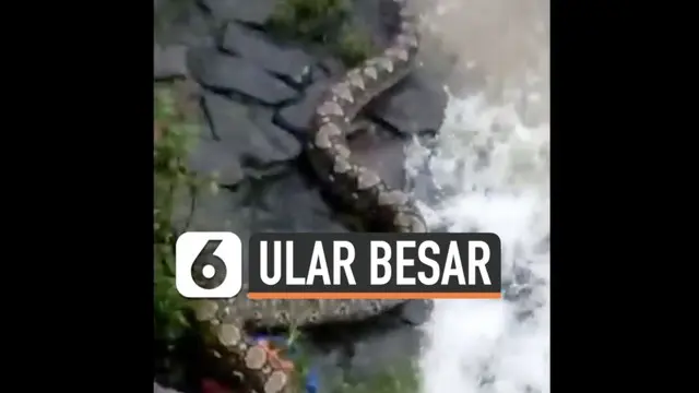 Warga Petamburan Tanah Abang Jakarta dihebohkan dengan kemunculan ular besar sepanjang 5 meter hari Rabu (10/2). Ular tersebut tampak di bantaran sungai.