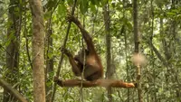 Nestapa 46 Orangutan Terjebak di Sisa Hutan Terbakar