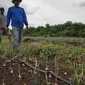 Kebun bawang siap panen di Desa Bandar Jaya, Kabupaten Bengkalis, setelah pemiliknya meninggalkan sawit. (Liputan6.com/M Syukur)