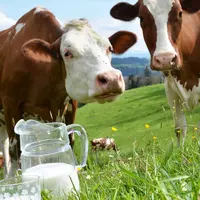 Tak semua orang bisa meminum susu sapi, dan inilah 5 alternatif susu yang khusus dibuat oleh orang yang alergi susu sapi. (Foto: Danceinforma.com)