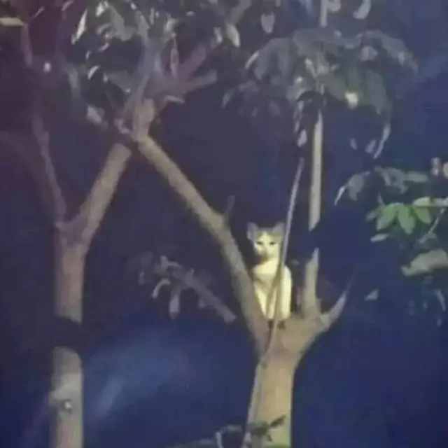 6 Momen Kucing Bikin Kaget Ini Nyeleneh Banget, Bikin Tepuk Jidat