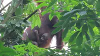 Bayi orangutan digendong induknya dilaporkan warga memasuki pemukiman dan langsung dievakuasi. (foto: dok. BKSDA Kaltim)