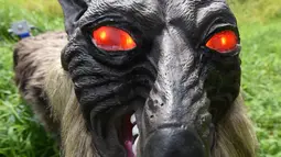 Robot Super Robot Wolf berdiri di sebuah sawah saat diperkenalkan di Kisarazu, prefektur Chiba, Jepang, 25 Agustus 2017. Robot berteknologi inframerah ini memiliki kemampuan pendeteksian hewan liar yang mendekati jarak tertentu. (Toru YAMANAKA/AFP)