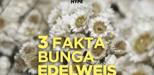 Apa saja fakta menarik dibalik bunga edelweis? Yuk, kita cek video di atas!