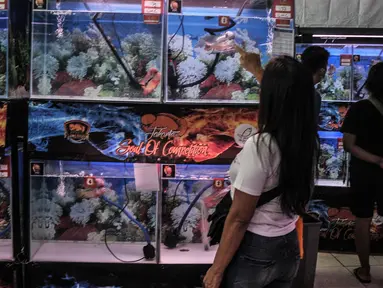 Pengunjung melihat ikan Louhan milik salah satu peserta kontes saat Soul of Competition di Pasar Ikan Hias Johar Baru, Jakarta, Minggu (24/10/2021). Kontes yang diikuti 160 peserta dari berbagai kota di Indonesia ini digelar hingga Senin (25/10). (merdeka.com/Iqbal S. Nugroho)