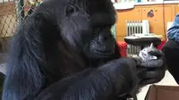 Koko, seekor gorilla tersohor karena kemampuannya 'bicara' menggunakan bahasa isyarat, kembali menjadi berita ketika dihadiahi anak kucing.