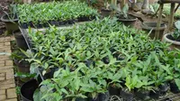 8 Jenis Bunga Anthurium, Salah Satunya Gelombang Cinta