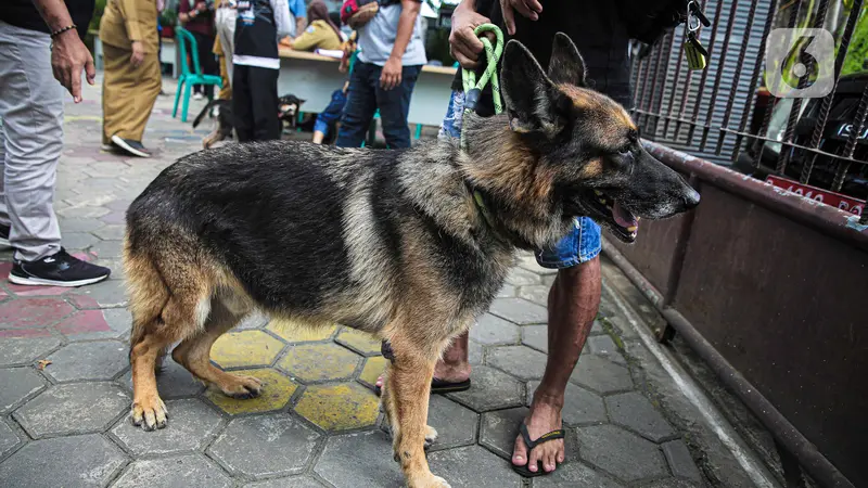 FOTO: Pemberian Vaksin Anti-Rabies Gratis untuk Hewan Peliharaan