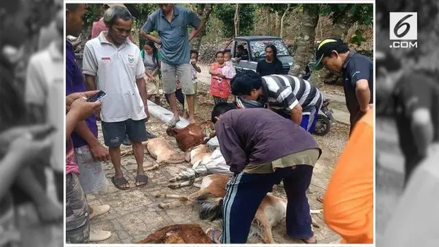VIDEO: Puluhan Kambing Ditemukan Mati Kehabisan Darah, Aksi Vampir?