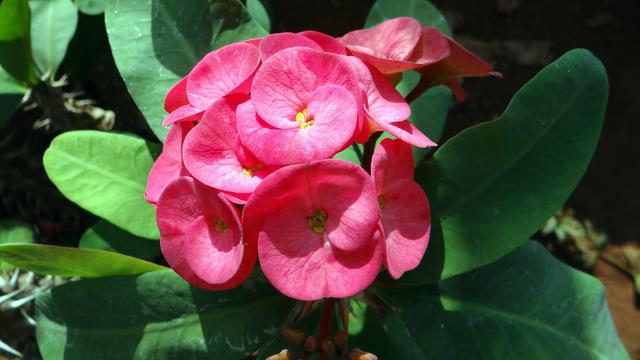 Jenis Tanaman Hias Bunga Outdoor